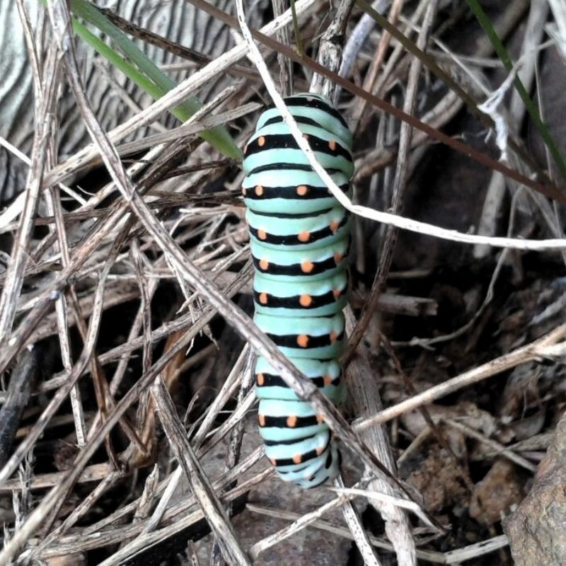 identificazione bruco - Papilio machaon